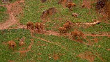    Fil sürüsü, yeşil çimenlerin arasında, dağlarda, hava fotoğrafçılığı.                            