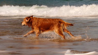  Deniz kıyısında bir köpek dalganın kenarında koşar.                    