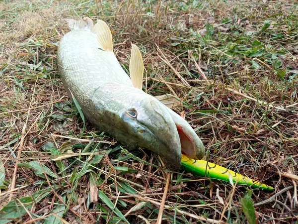 stock image Pike on the river bank, caught with a wobbler. Close-up