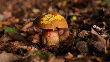  Boletaceae ailesinden Neoboletus eritropus mantarı. Ormanda, meşe yapraklarının arasında büyüyor.                                       