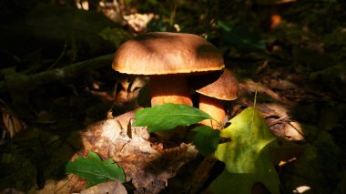  Neoboletus erythropus fungus from the Boletaceae family.  grows in the forest, with sun rays falling on it                                                    clipart