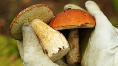               Leccinum quercinum ve Boletus Edulis ellerinde. konsept: Kafasını karıştırması kolay mantarlar                       