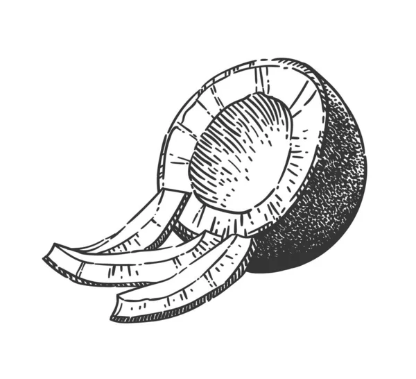 Vektor Schwarz Weiß Illustration Einer Kokosnuss Mit Scheiben Auf Transparentem — Stockvektor