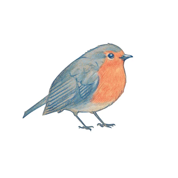 Akvarel Pták Robin Izolované Průhledném Pozadí Ručně Kreslená Ilustrace Vánoční — Stockový vektor