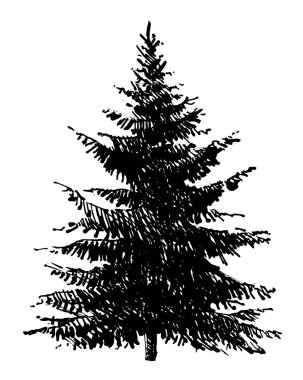 Şeffaf bir arkaplanda bir ladin ağacının siyah-beyaz temsili. Beyaz arka planda bir noel ağacının silüeti. Mürekkep çizimi.