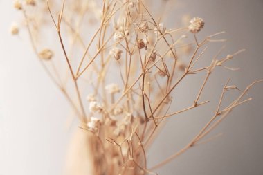 Gri bir arka planda ince saplı kuru ve narin bir buket çiçeğin yakın plan görüntüsü..