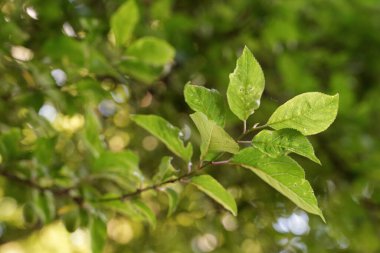 Yaprakları olan bir ağaç dalı. Yaz Parkı.