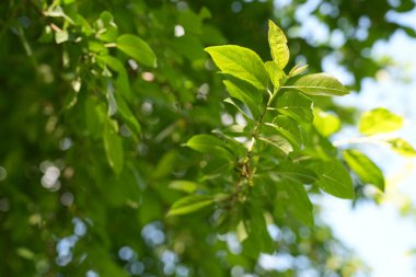 Ağacın dallarındaki yeşil yapraklar güneş ışığıyla aydınlatılır..