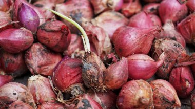 Bambudan yapılmış bir kabın içinde filizlenmiş soğan soğanları..