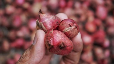 Bütün soğan soğanları bambudan yapılmış bir kabın içinde elle tutulur..