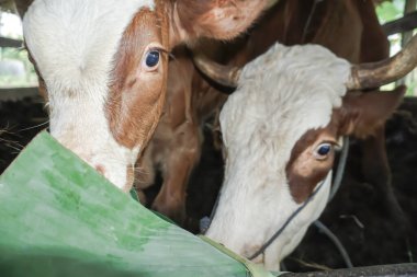 A brown and white cow in a barn eating grass.