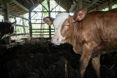 A brown and white cow in a barn eating grass.