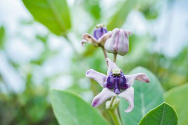 Taç çiçeği, Calotropis dev çayı, bahçede.