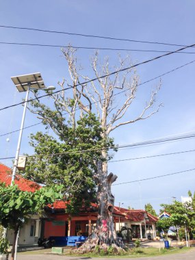 Old tree with blue sky background at Karimunjawa island, Indonesia