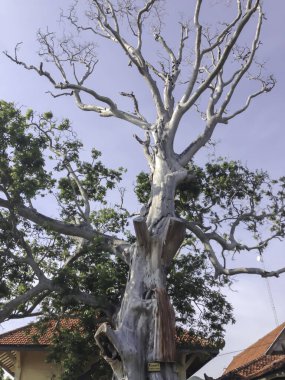 Old tree with blue sky background at Karimunjawa island, Indonesia