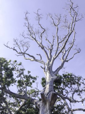 Old tree with blue sky background at Karimunjawa island, Indonesia