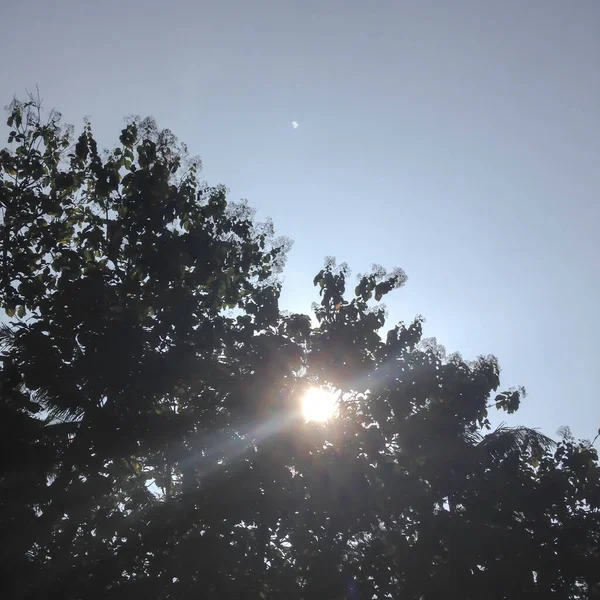 Auringonvalo Puun Lehdissä Sinistä Taivasta Vasten — kuvapankkivalokuva