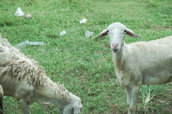 Schafe Gras Auf Dem Bauernhof Indonesien Südostasien — Stockfoto
