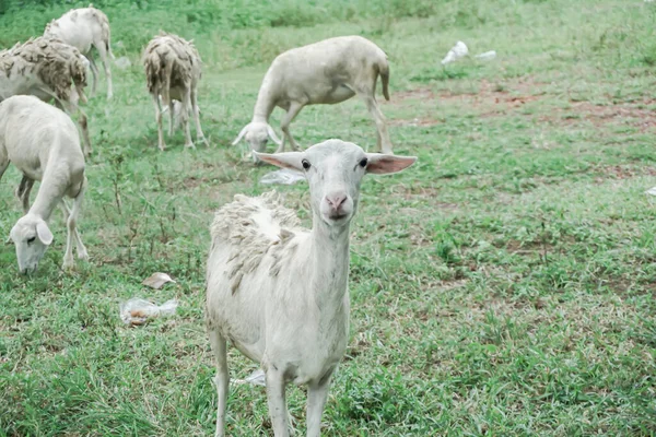Owce Trawie Farmie Indonezja Azja Południowo Wschodnia — Zdjęcie stockowe