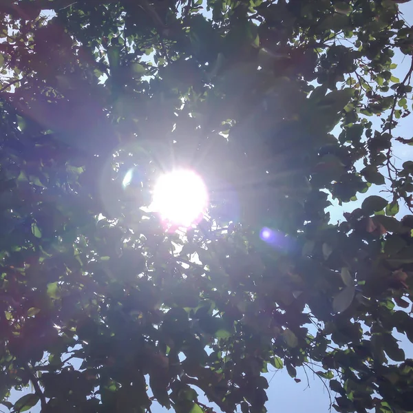 stock image Sun shining through the branches of a tree in the garden with green leaves