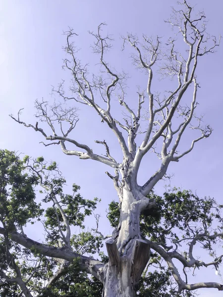 stock image Old tree with blue sky background at Karimunjawa island, Indonesia