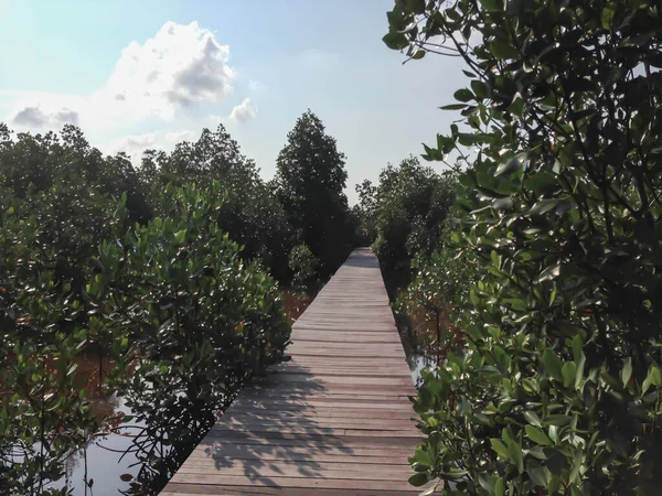Mangrove Forest Wooden Walkway Blue Sky Karimunjawa Indonesia — стоковое фото