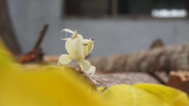 Peygamberdeveleri sarı yapraklar, ahşap ve zemin üzerinde beyazdır. Doğal görünüm arkaplanı.