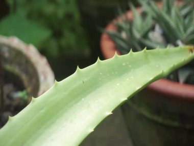 Aloe bitkisi ve yürüyen karıncalar
