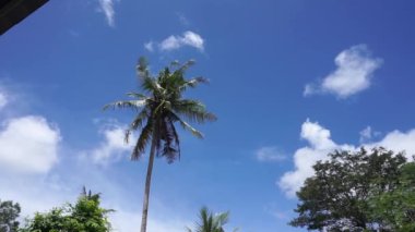 Mavi gökyüzü ve rüzgarda hareket eden beyaz bulutlar. Meşe ağacı ve hindistan cevizi ağacı gibi çeşitli ağaçlar var..