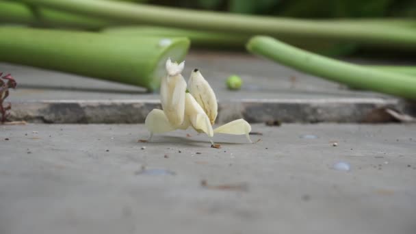 Bidsprinkhanen Zijn Wit Gele Bladeren Hout Vloer Natuurlijke Achtergrond — Stockvideo