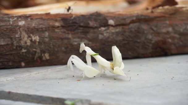 祈祷的甘菊是白色的在黄色的叶子 木材和地板上 自然景观背景 — 图库视频影像