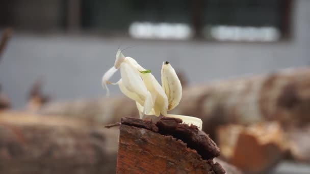 Mantises Oração São Brancas Folhas Amarelas Madeira Chão Fundo Visão — Vídeo de Stock
