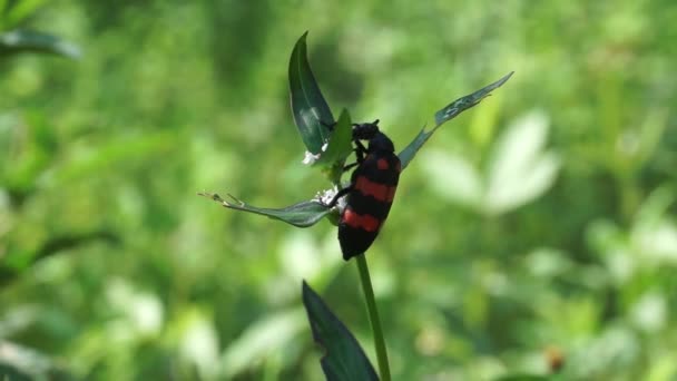 Insekten Auf Den Blättern Und Ernähren Sich Von Blütennektar — Stockvideo