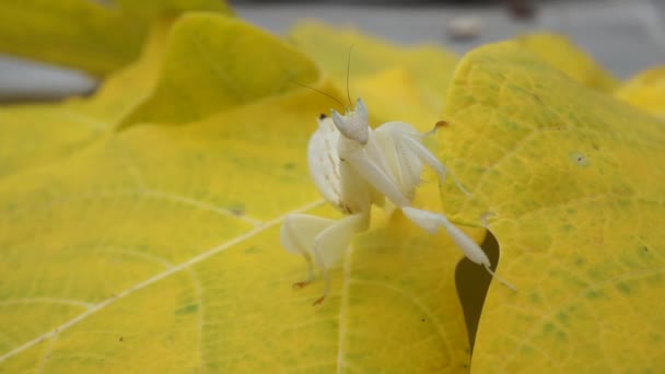 Praying Mantises White Yellow Leaves Wood Floor Natural View Background — Stock Video