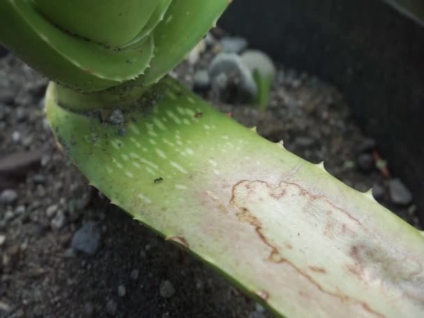 Aloes Roślinny Mrówki Spacerowe — Wideo stockowe