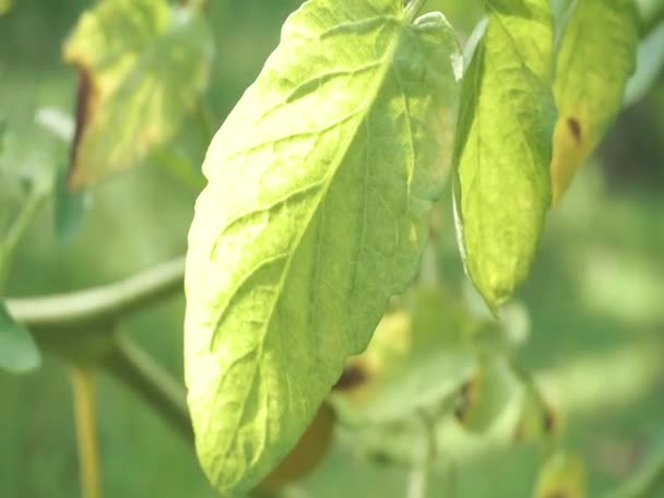 Domatesler Onların Yeşil Yaprakları Güzel Bir Güneş Dokunuşuyla — Stok video