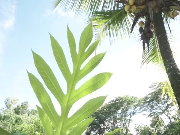 Liście Rośliny Chlebowca Drzewa Kokosowego Słońcem Błękitnym Tle Nieba — Wideo stockowe