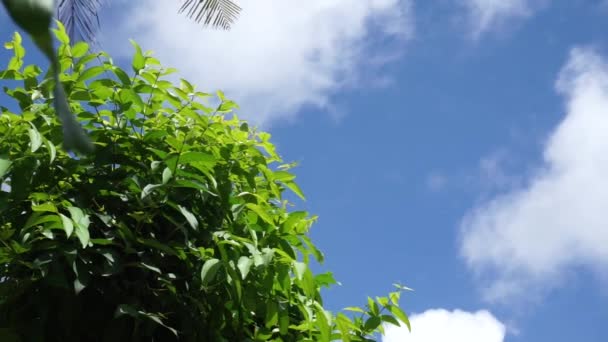 Голубое Небо Белые Облака Движущиеся Ветру Различные Деревья Такие Тик — стоковое видео