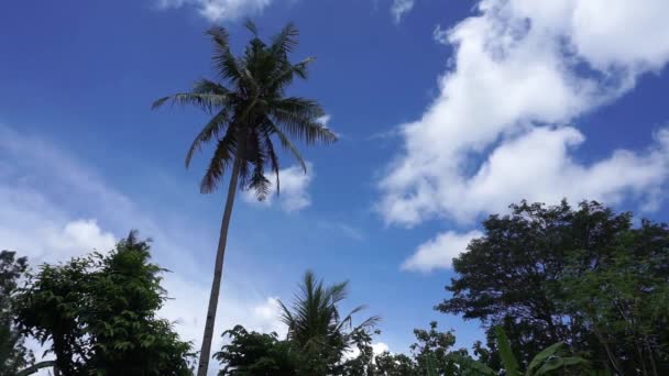 Mavi Gökyüzü Rüzgarda Hareket Eden Beyaz Bulutlar Meşe Ağacı Hindistan — Stok video