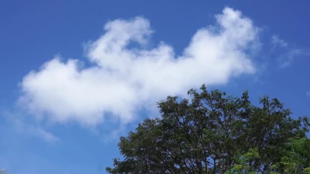 Blue Sky White Clouds Moving Wind Various Trees Teak Coconut — Stock Video