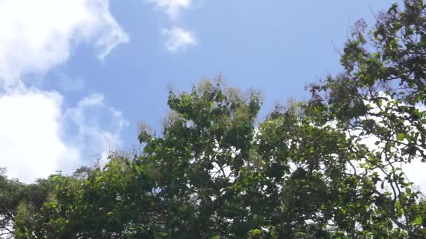 蓝天白云在风中飘扬 有各种各样的树 如柚树和椰树 — 图库视频影像