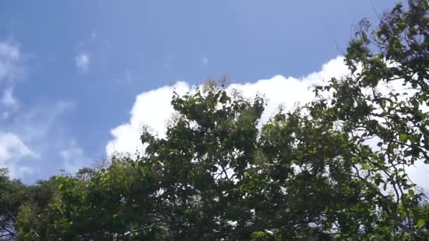 Błękitne Niebo Białe Chmury Poruszające Się Wietrze Istnieją Różne Drzewa — Wideo stockowe