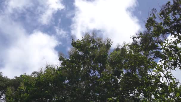 Mavi Gökyüzü Rüzgarda Hareket Eden Beyaz Bulutlar Meşe Ağacı Hindistan — Stok video