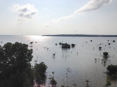 Landscape of mangrove forest and lake in the evening.