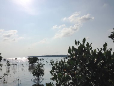 Landscape of mangrove forest and lake in the evening.