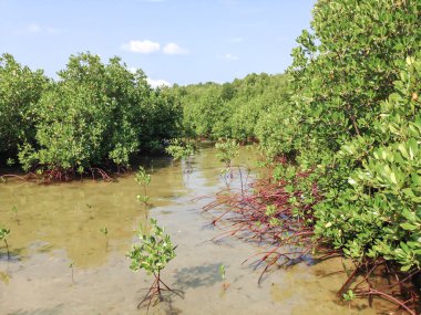 Wooden bridge in the mangrove forest with shadow of tree and blue sky.
