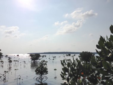 Mangrove trees in the mangrove forest of Indonesia. Landscape view of blue sky and lake in south east Asia.