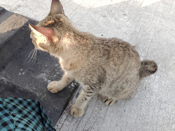 stock image Cat sitting on the floor in the street. Cat on the street.