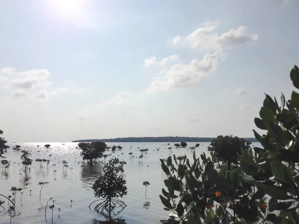 stock image Mangrove trees in the mangrove forest of Indonesia. Landscape view of blue sky and lake in south east Asia.