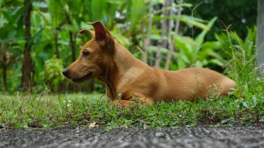 Kahverengi köpek çimlerin üzerinde oturur ve yeşil çimlerin üzerinde bir şeye bakar..